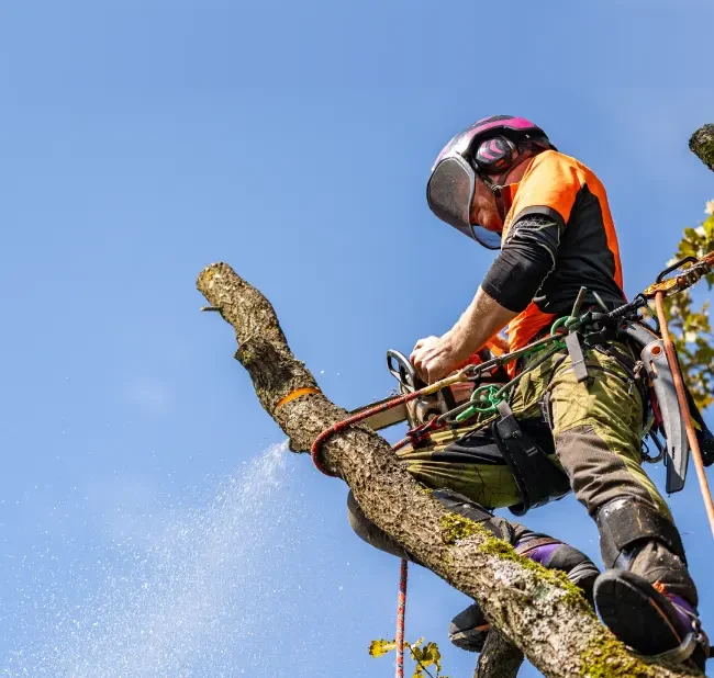 Service illustration: an arborist carrying out tree work.